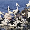Pelicans, Tuncurry, Great Lakes