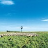 Sheep muster by windmill