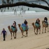 The Camel Company Sunshine Coast