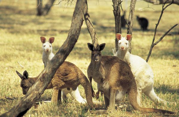 Albino Kangaroos at Wildlife Park