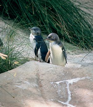 Penguins on Granite Island