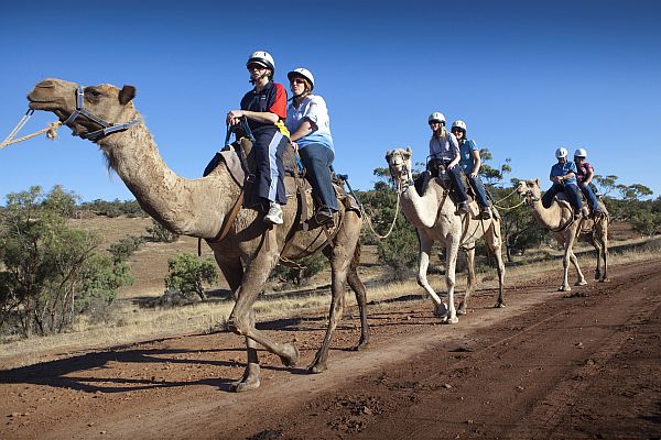 Pichi Richi Camel Tours