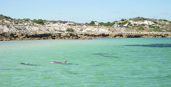 Dolphins at Barkers Rocks