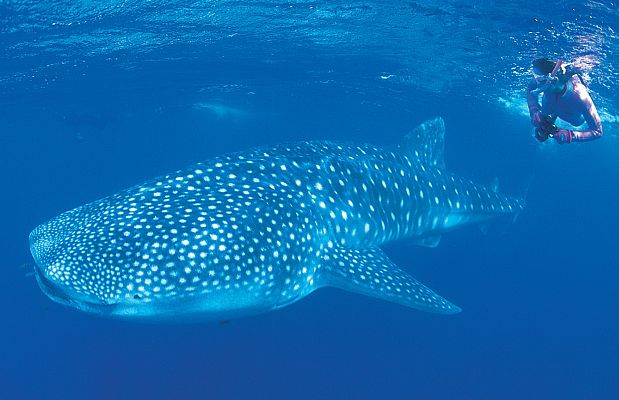 Diver with a whale shark (Rhincodon typus)