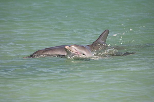 Dolphins at Monkey Mia