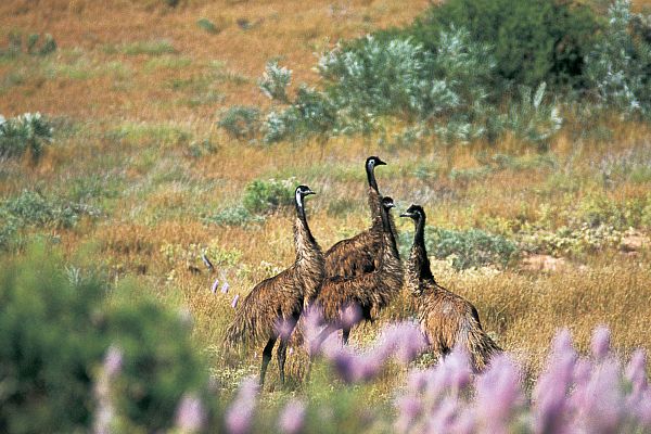 Emus in the Cape Range National Park