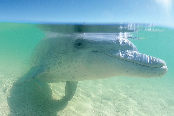 Underwater shot of a bottlenose dolphin (Tursiops truncatus), at Monkey Mia