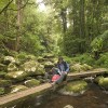 Brindle Creek, Border Ranges NP