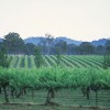 Vineyard, Mudgee