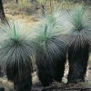 Grass trees, Warrumbungle NP