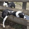 Cattle dogs, Belltrees Estate