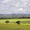 Canola Fields, Harden