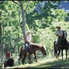 Horse riding, Mullumbimby