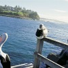 Pelicans, Kiama