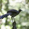 Wildlife, Dorrigo NP