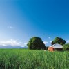 Sugar Cane Farm