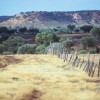 Dingo Fence