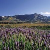 Kooroomba Vineyard and Lavender Farm