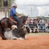 Cattle draft display, Pumpkin Festival