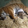 Kaitlyn tiger cub birth AustraliaZoo SC