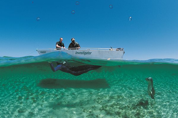 Swimming With A Sea Lion