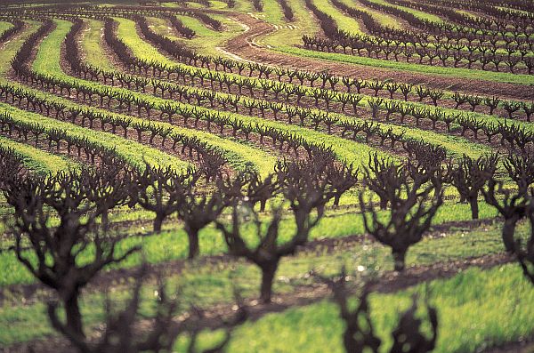 Vineyards