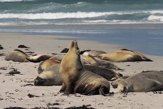 Sea Lion