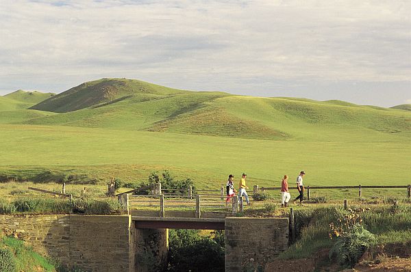 Walking - Clare Valley