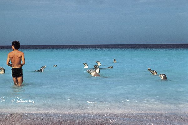 Sea Lions