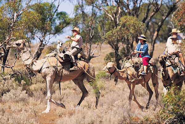 Camel Safari