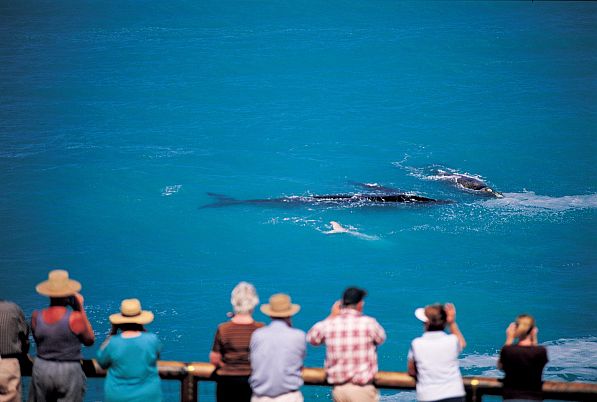 Whale Watching, Head of Bight