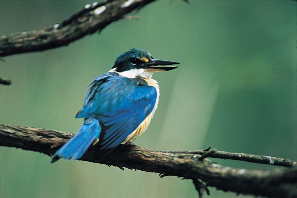 Azure Kingfisher