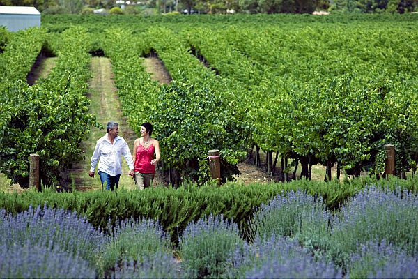 Walking through Bella Lavender Estate