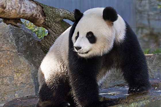 Pandas at Adelaide Zoo