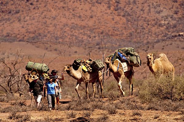 Camel Trekking