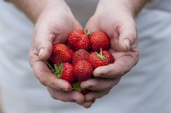 Strawberries