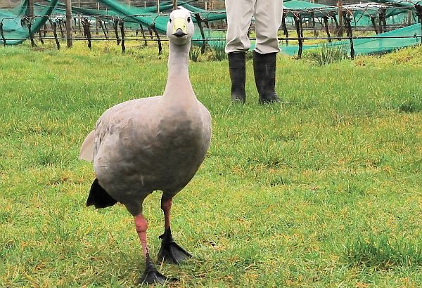 Cape Barren Goose 