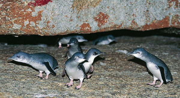 Little penguins (Eudyptula minor)