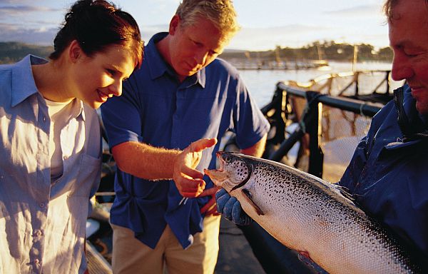 Atlantic Salmon