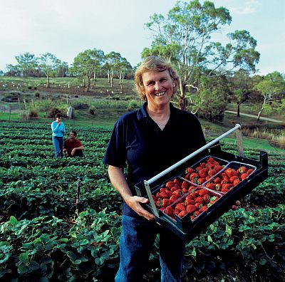 Kate's Berry Farm