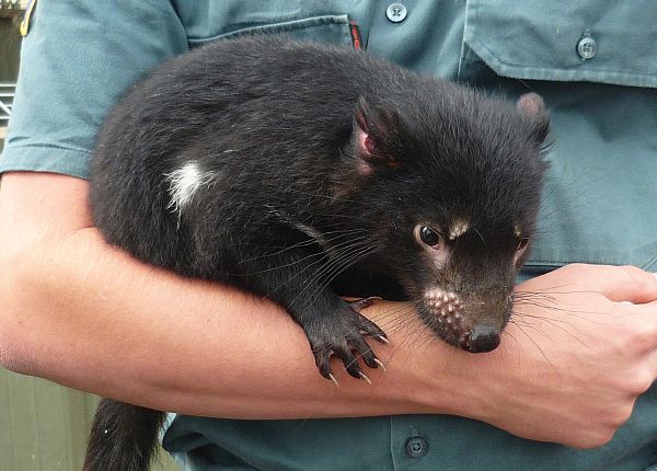 Tasmanian devil (Sarcophilus harrisii) - Zoodoo Wildlife Park