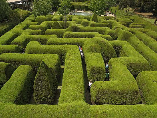 Ashcombe Maze & Lavender Gardens