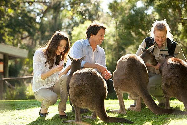 Couple with kangaroos at Healesville Sanctuary