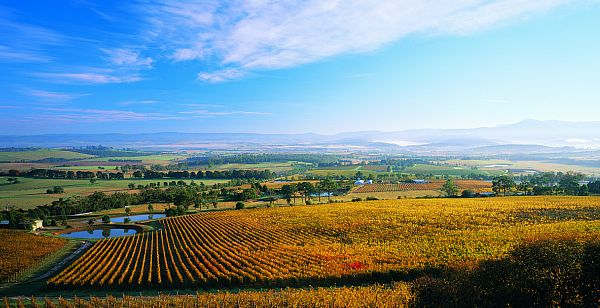 Vineyards - Yarra Valley