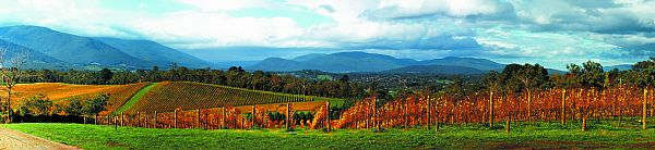 Vineyards - Yarra Valley