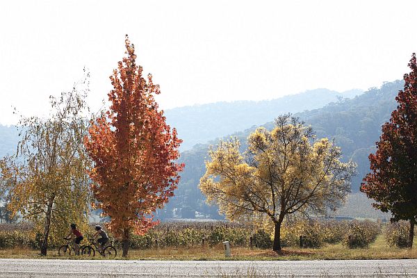 Rail Trail - Great Alpine Road