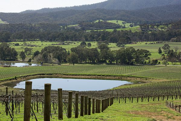 Vineyard - King Valley