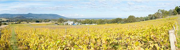 Vineyard - Hanging Rock Winery